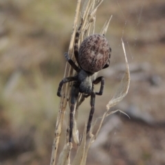 Badumna (genus) (Lattice-web spider) at Canberra Central, ACT - 26 Mar 2017 by MichaelBedingfield