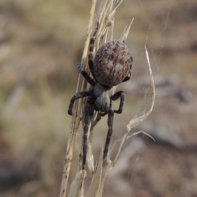 Badumna sp. (genus) (Lattice-web spider) at Mount Majura - 26 Mar 2017 by michaelb
