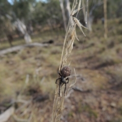Badumna sp. (genus) at Canberra Central, ACT - 26 Mar 2017