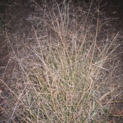Panicum effusum (Hairy Panic Grass) at Red Hill to Yarralumla Creek - 17 Mar 2016 by ruthkerruish