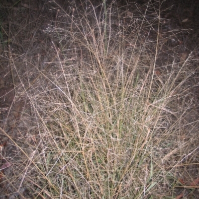 Panicum effusum (Hairy Panic Grass) at Hughes, ACT - 17 Mar 2016 by ruthkerruish