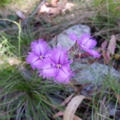 Thysanotus tuberosus subsp. tuberosus (Common Fringe-lily) at Cotter River, ACT - 28 Jan 2017 by roachie