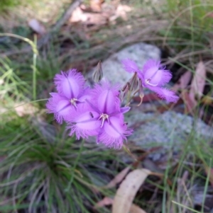 Thysanotus tuberosus subsp. tuberosus at Cotter River, ACT - 29 Jan 2017