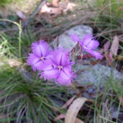 Thysanotus tuberosus subsp. tuberosus (Common Fringe-lily) at Cotter River, ACT - 28 Jan 2017 by roachie