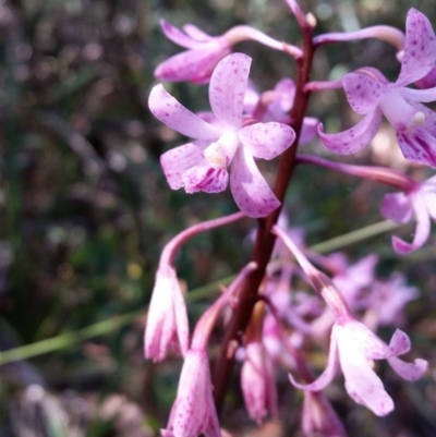 Dipodium roseum (Rosy Hyacinth Orchid) at Tennent, ACT - 28 Jan 2017 by roachie