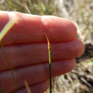 Corunastylis cornuta at Aranda, ACT - 11 Apr 2017