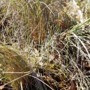 Corunastylis cornuta at Aranda, ACT - 11 Apr 2017