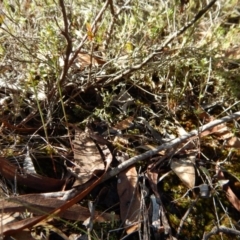 Corunastylis cornuta at Aranda, ACT - 11 Apr 2017