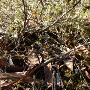 Corunastylis cornuta at Aranda, ACT - 11 Apr 2017