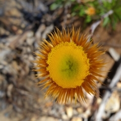 Coronidium oxylepis subsp. lanatum (Woolly Pointed Everlasting) at QPRC LGA - 5 Nov 2016 by roachie