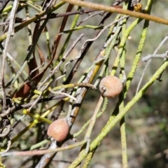 Cassytha pubescens (Devil's Twine) at Mount Jerrabomberra - 5 Nov 2016 by roachie