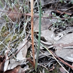 Calochilus platychilus (Purple Beard Orchid) at Aranda Bushland - 10 Apr 2017 by CathB