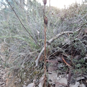 Calochilus platychilus at Belconnen, ACT - 10 Apr 2017