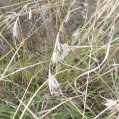 Themeda triandra (Kangaroo Grass) at Belconnen, ACT - 11 Apr 2017 by AndyRussell