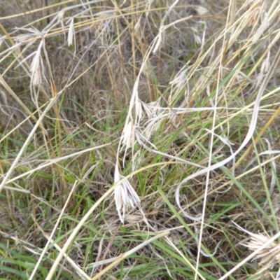 Themeda triandra (Kangaroo Grass) at Molonglo River Reserve - 11 Apr 2017 by AndyRussell