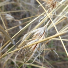 Themeda triandra at Molonglo River Reserve - 11 Apr 2017