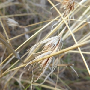 Themeda triandra at Molonglo River Reserve - 11 Apr 2017 04:39 PM