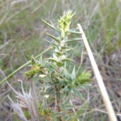 Melichrus urceolatus (Urn Heath) at Molonglo River Reserve - 11 Apr 2017 by AndyRussell