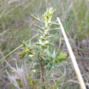 Melichrus urceolatus at Molonglo River Reserve - 11 Apr 2017