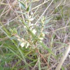 Melichrus urceolatus at Molonglo River Reserve - 11 Apr 2017 05:41 PM