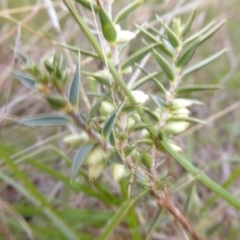 Melichrus urceolatus at Molonglo River Reserve - 11 Apr 2017 05:41 PM