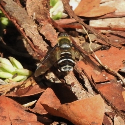 Villa sp. (genus) (Unidentified Villa bee fly) at Wanniassa, ACT - 12 Apr 2017 by JohnBundock