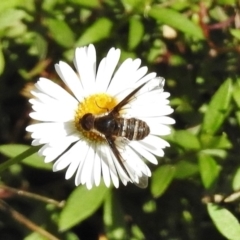 Villa sp. (genus) (Unidentified Villa bee fly) at Wanniassa, ACT - 12 Apr 2017 by JohnBundock