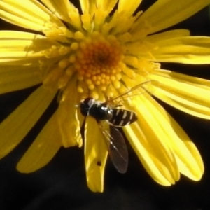 Melangyna viridiceps at Wanniassa, ACT - 12 Apr 2017 02:52 PM