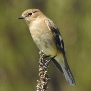 Petroica phoenicea at Paddys River, ACT - 7 Apr 2017 12:25 PM