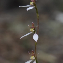 Eriochilus cucullatus (Parson's Bands) at MTR591 at Gundaroo - 25 Mar 2016 by MaartjeSevenster