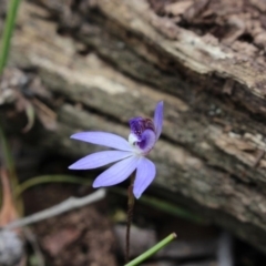 Cyanicula caerulea (Blue Fingers, Blue Fairies) at Gundaroo, NSW - 20 Sep 2015 by MaartjeSevenster