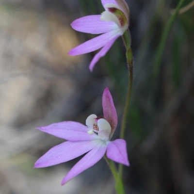 Caladenia carnea (Pink Fingers) at Gundaroo, NSW - 27 Sep 2015 by MaartjeSevenster
