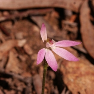 Caladenia fuscata at Gundaroo, NSW - 19 Sep 2014