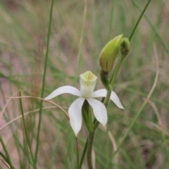 Caladenia moschata (Musky Caps) at Gundaroo, NSW - 18 Oct 2015 by MaartjeSevenster