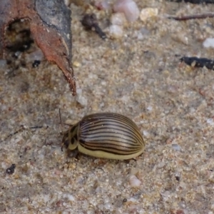 Paropsisterna intacta at Rendezvous Creek, ACT - 12 Apr 2017 04:09 PM