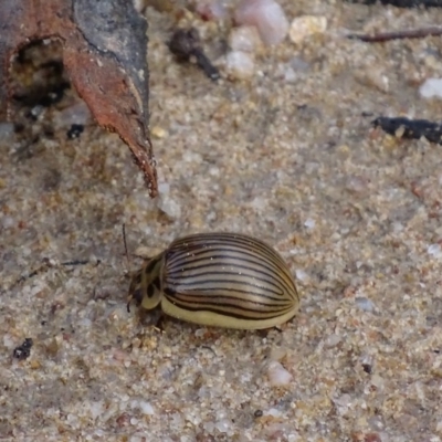 Paropsisterna intacta (Eucalyptus Leaf Beetle) at Rendezvous Creek, ACT - 12 Apr 2017 by roymcd