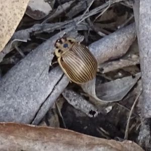 Paropsisterna intacta at Rendezvous Creek, ACT - 12 Apr 2017 04:09 PM