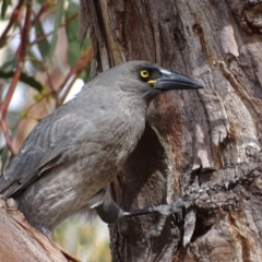 Strepera versicolor (Grey Currawong) at Rendezvous Creek, ACT - 12 Apr 2017 by roymcd