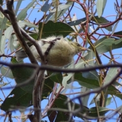 Ptilotula fusca (Fuscous Honeyeater) at Rendezvous Creek, ACT - 12 Apr 2017 by roymcd