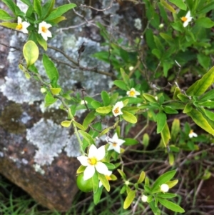 Solanum pseudocapsicum at Hughes, ACT - 10 Apr 2017