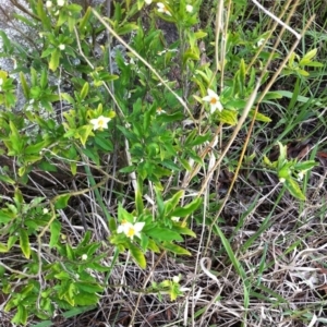 Solanum pseudocapsicum at Hughes, ACT - 10 Apr 2017 12:00 AM