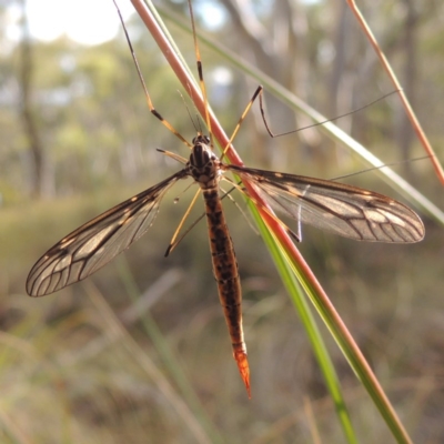 Tipulidae sp. (family) (Unidentified Crane Fly) at Mount Majura - 26 Mar 2017 by michaelb