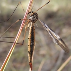 Tipulidae sp. (family) at Canberra Central, ACT - 26 Mar 2017