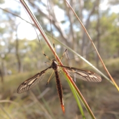 Tipulidae sp. (family) at Canberra Central, ACT - 26 Mar 2017