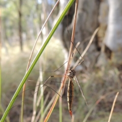 Tipulidae sp. (family) at Canberra Central, ACT - 26 Mar 2017