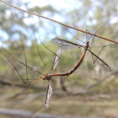 Tipulidae sp. (family) (Unidentified Crane Fly) at Canberra Central, ACT - 26 Mar 2017 by michaelb