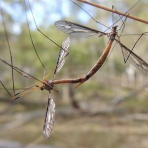 Tipulidae sp. (family) at Canberra Central, ACT - 26 Mar 2017