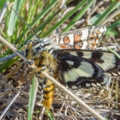 Apina callisto (Pasture Day Moth) at Gungahlin, ACT - 11 Apr 2017 by CedricBear