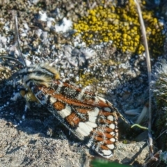 Apina callisto at Gungahlin, ACT - 11 Apr 2017 10:09 AM