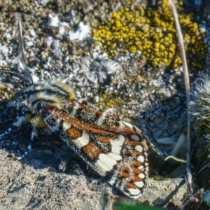 Apina callisto at Gungahlin, ACT - 11 Apr 2017